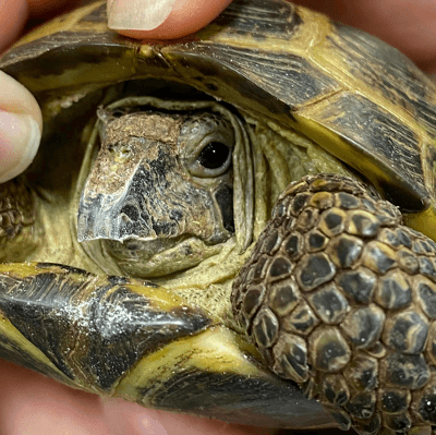 Reptile Care